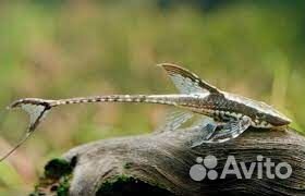 Номерные сомы