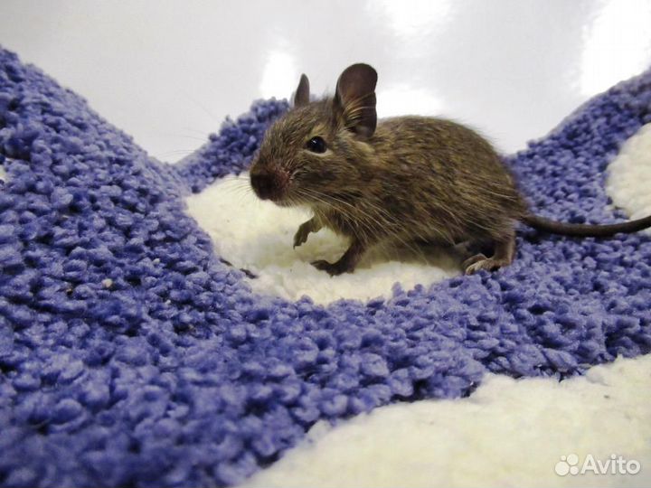 Цветные дегу из питомника