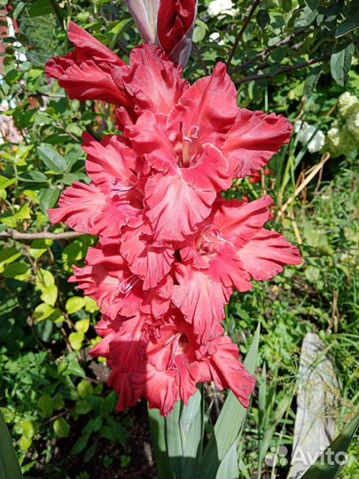 Гладиолусы луковицы (сортовые)