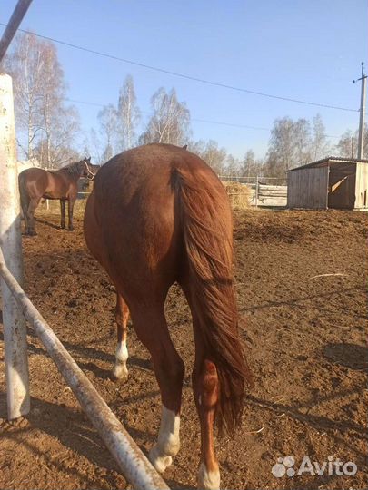 Навоз конский в мешках и самосвалом