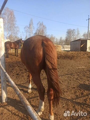 Навоз конский в мешках и самосвалом