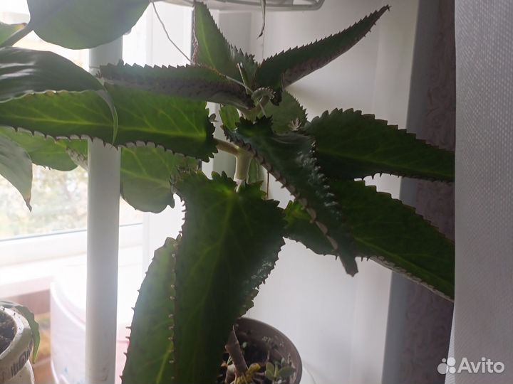 Комнатные цветы