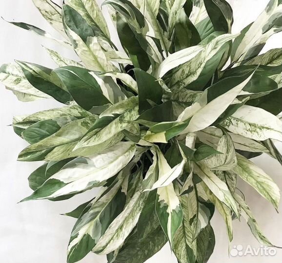 Замиокулькас равен и спатифиллум Нью Ван