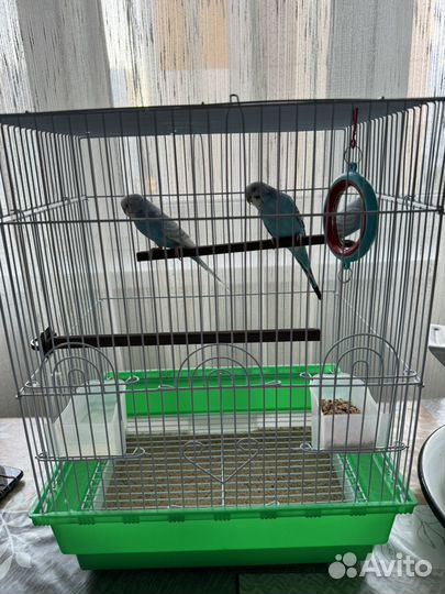 Волнистый попугай