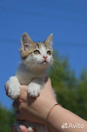 Котик в дар