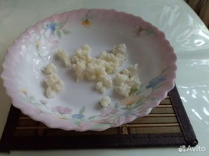 Кефирный грибок