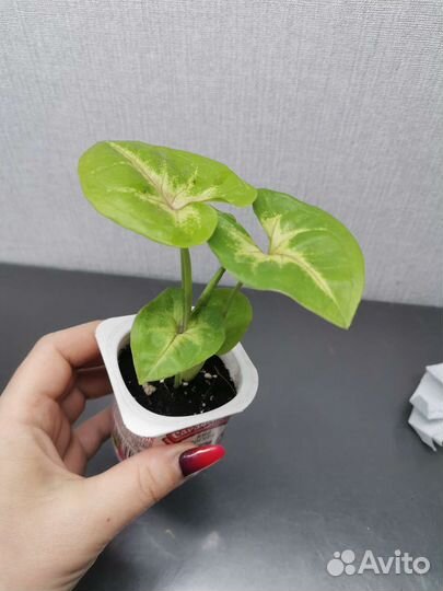 Комнатные цветы