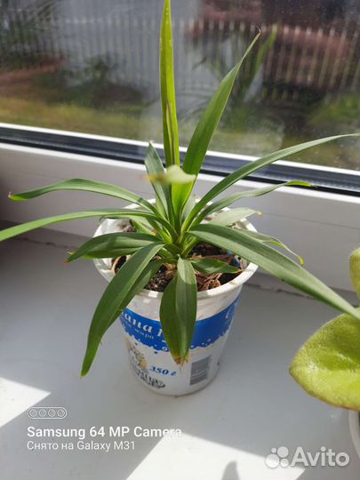 Пальма драцена