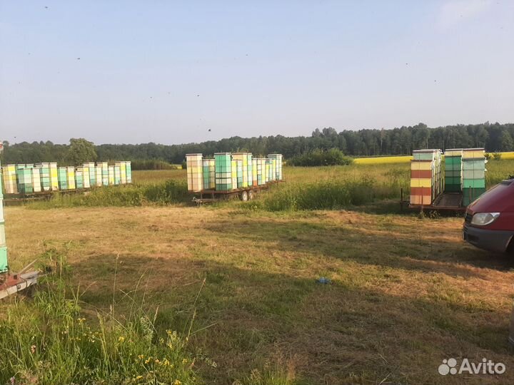 Мёд высокого качества