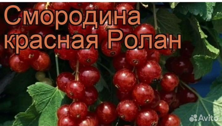 Смородина красная и черная