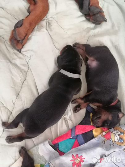 Щенки добермана