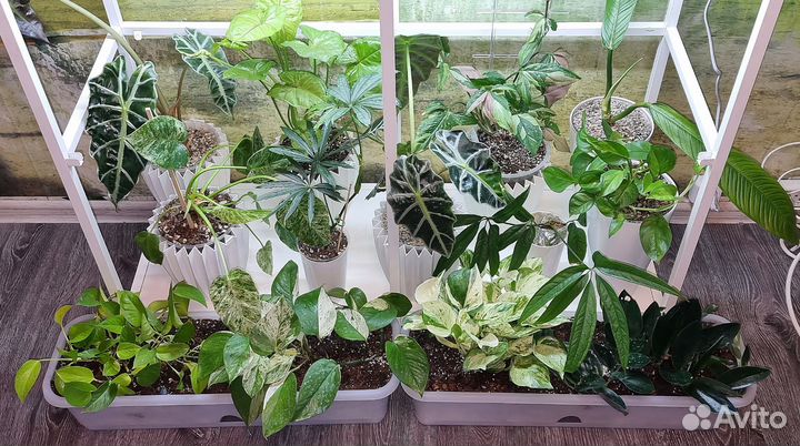 Сингониумы, фикусы, др.домашних комнатных растения