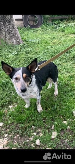 Ищет дом не большая Собачка Лика