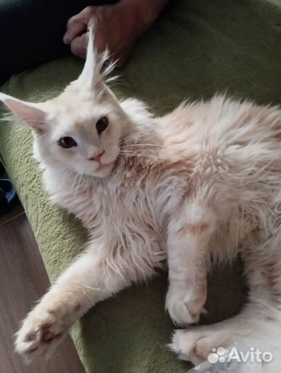 Кот мейн-кун