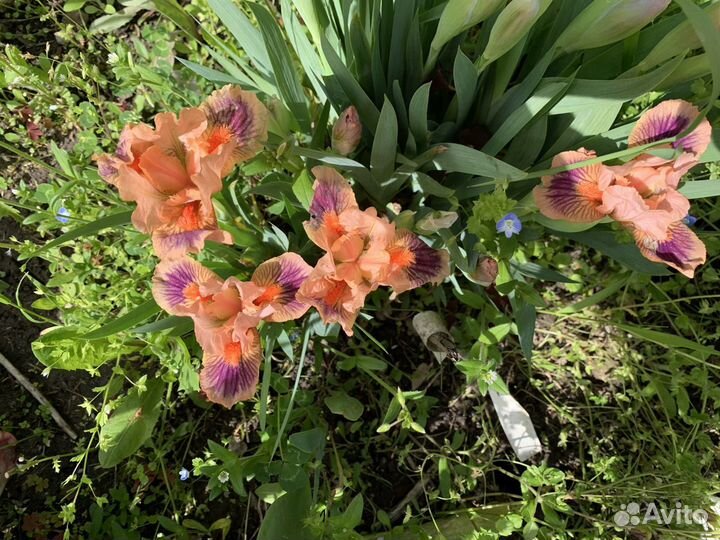 Ирис карликовый бордюрный 60 сортов