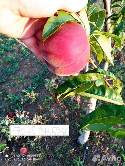Саженцы персика