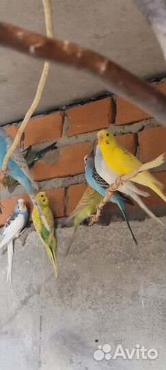 Волнистые попугаи