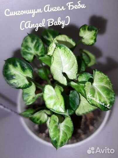 Сингониумы Австралия, Ангел беби, Макрофиллум