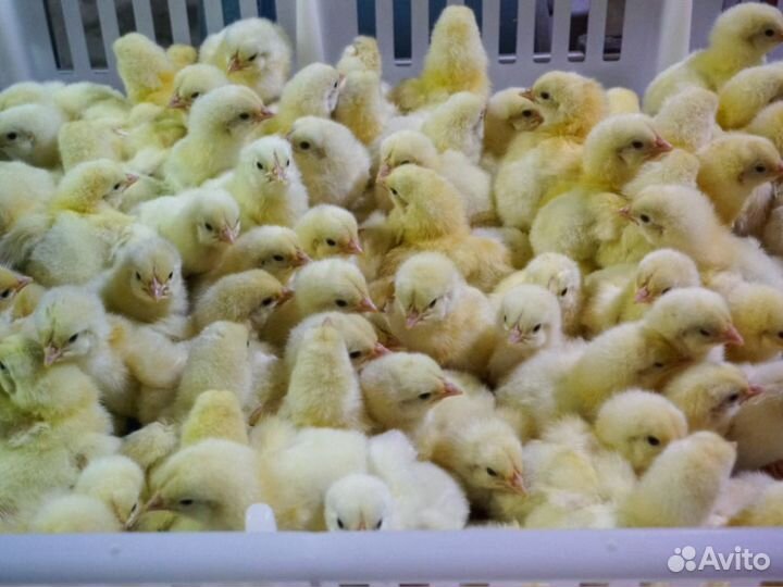 Молодняк птицы