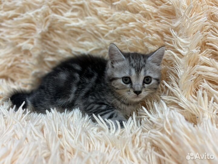 Шотландские котята