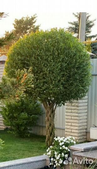 Плетеные деревья из ивы