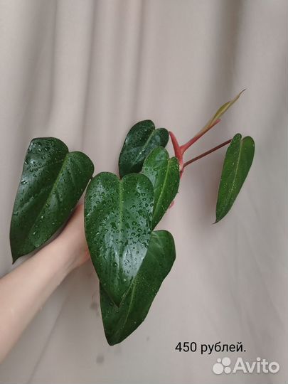 Комнатные растения