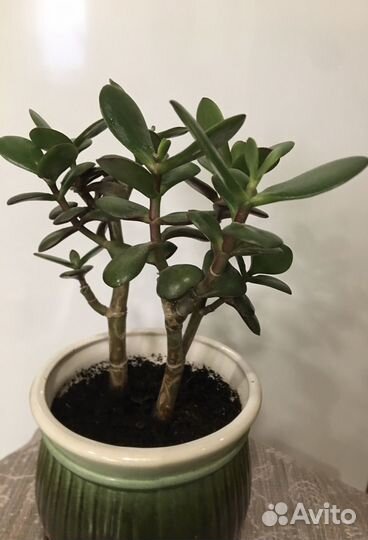 Красула толстянка