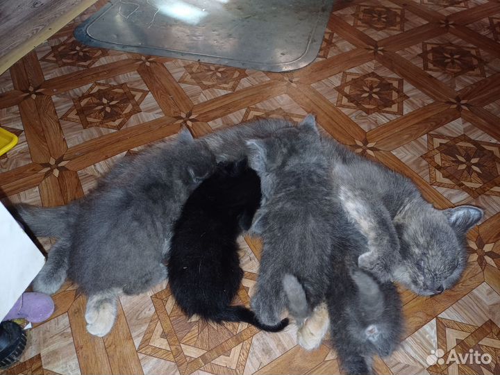 Котята