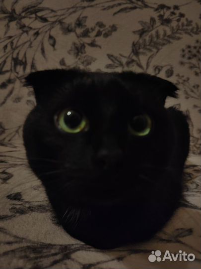 Вислоухие коты
