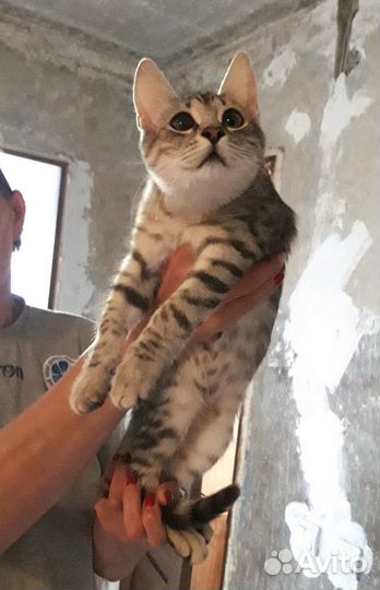Озорной котёнок