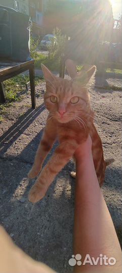 Котенок