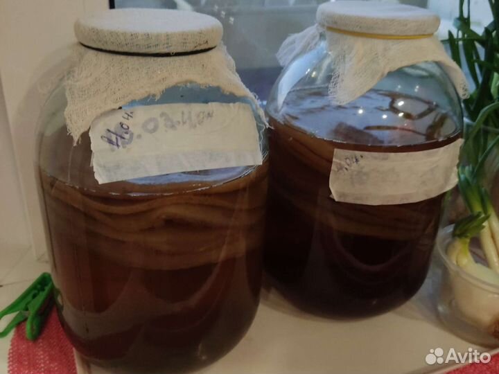 Чайный гриб и тибетский гриб