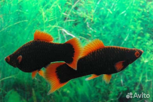 Аквариумные рыбки