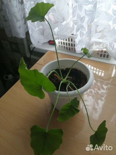 Филодедроны