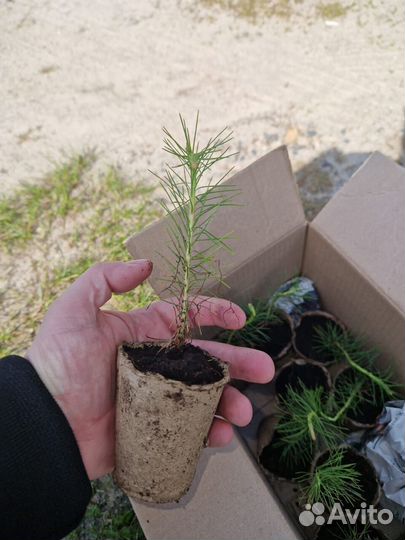 Саженцы сосны зкс от производителя