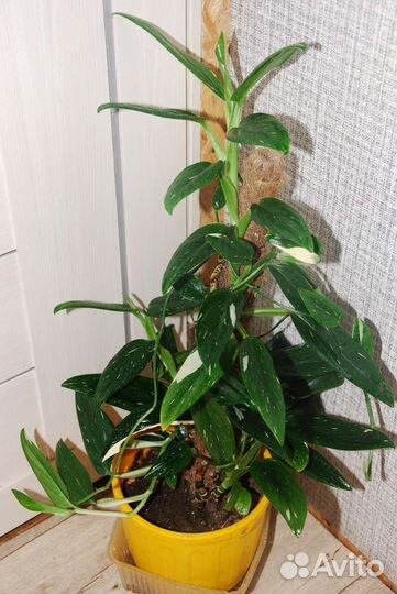 Кобра белая,Монстеры,сциндапсусы,лианы