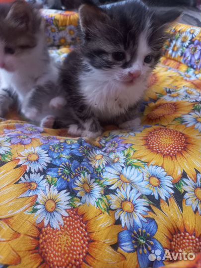 Котята бесплатно