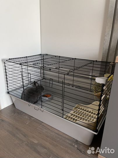 Карликовый рекс в голубом окрасе