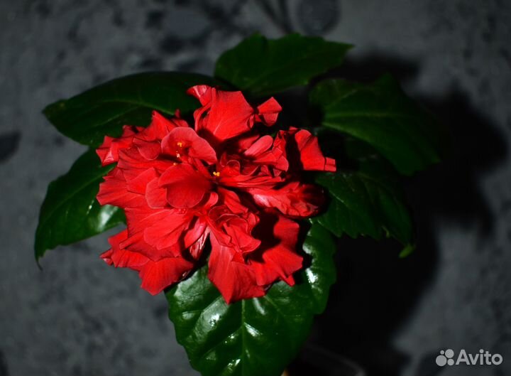 Комнатные цветы