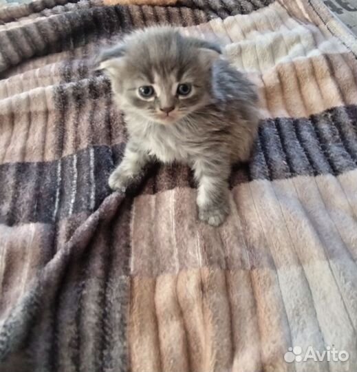 Шотландские котята