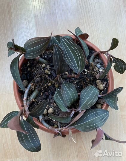 Лудизия(орхидея драгоценная)