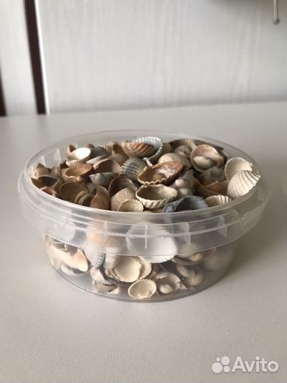 Морские ракушки