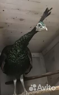 Декоративные Фазаны, павлины, утки