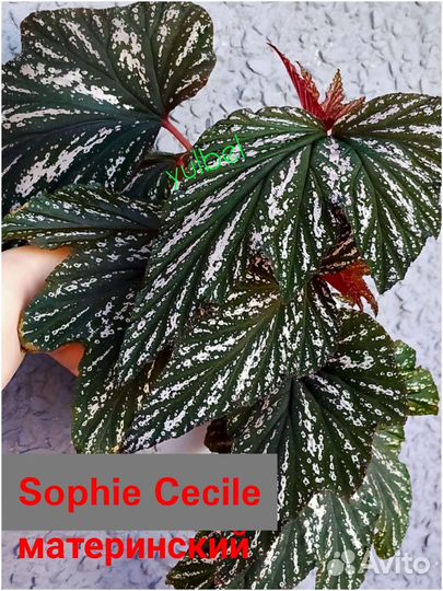 Бегония Кейн тростниковая