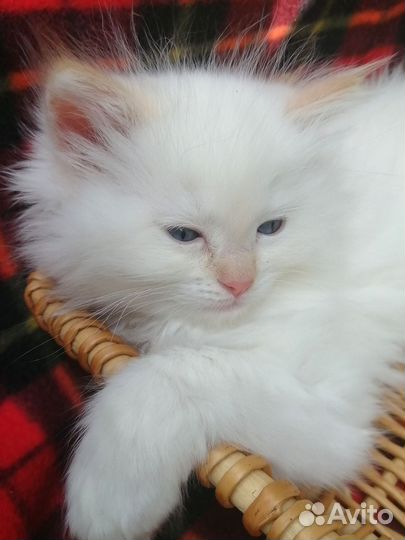 Синеглазые рэгдоллы с документами