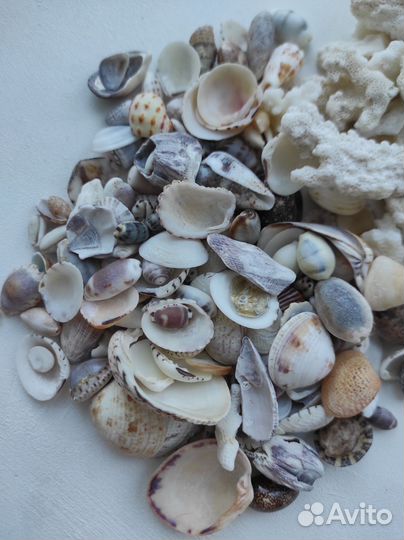 Кораллы и ракушки