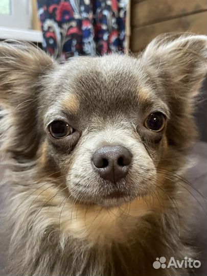 Вязка чихуахуа