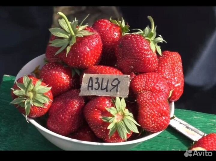 Рассада клубники