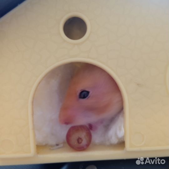 Сирийский хомяк