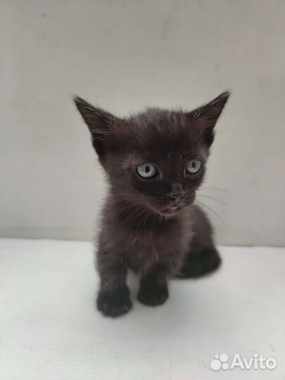 Кошечка Манчкин стандарт